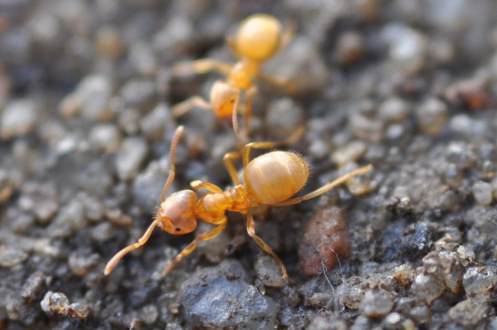 Lasius flavus желтый Земляной муравей