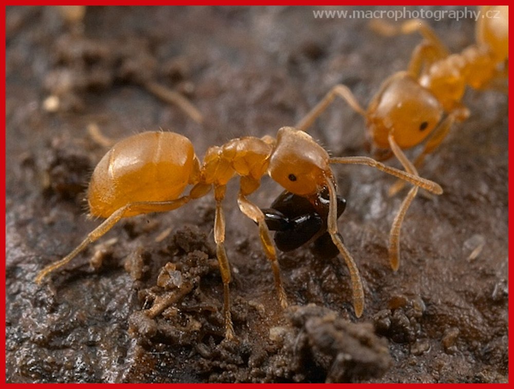 Lasius flavus размер