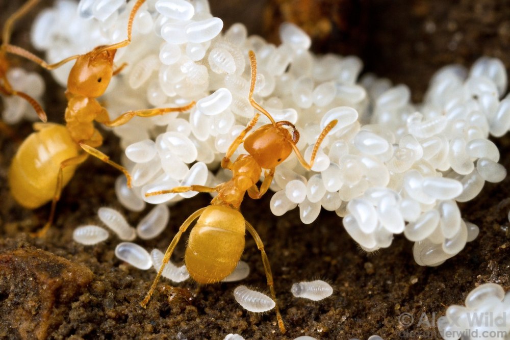 Lasius flavus Коконы