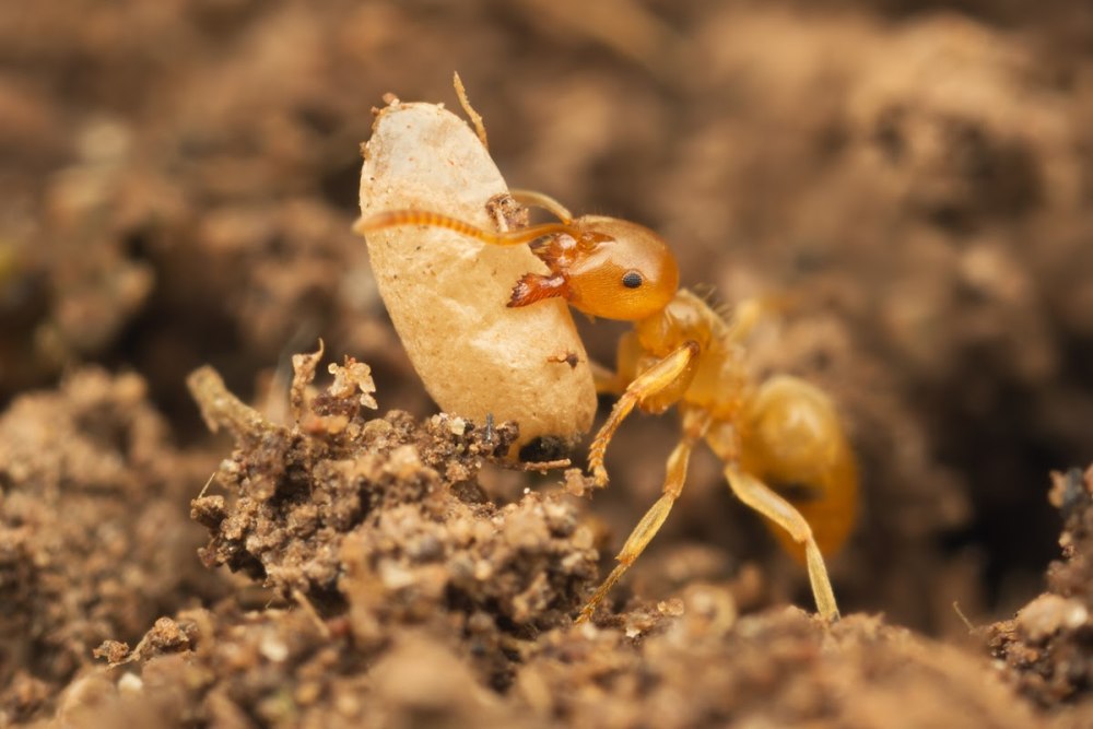 Муравьи Lasius flavus в огороде