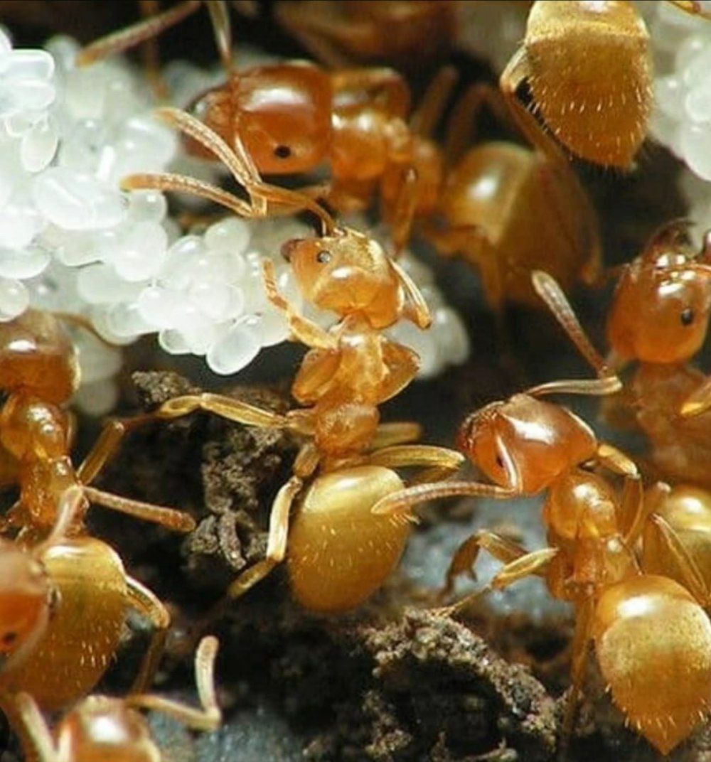 Lasiusflavus (жёлтый садовый муравей)
