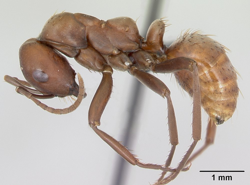 Муравей-Амазонка — Polyergus rufescens