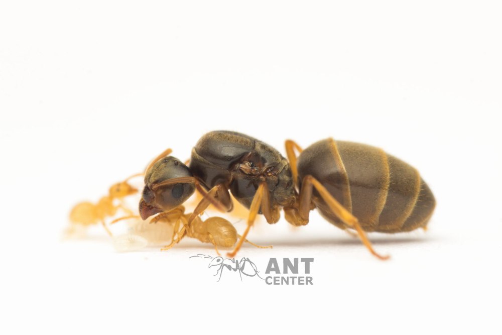 Formica flavus