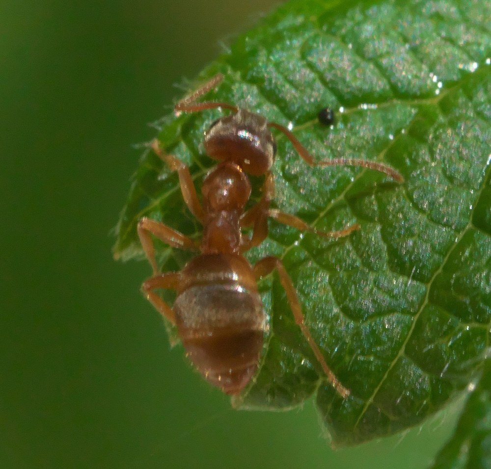 Lasius americanus
