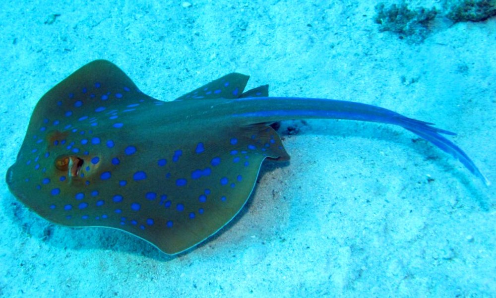 Скат хвостокол красное море