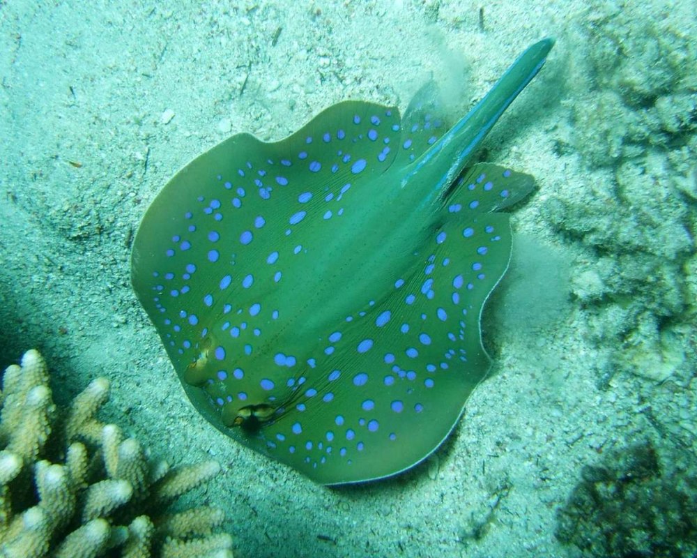 Скат хвостокол красное море