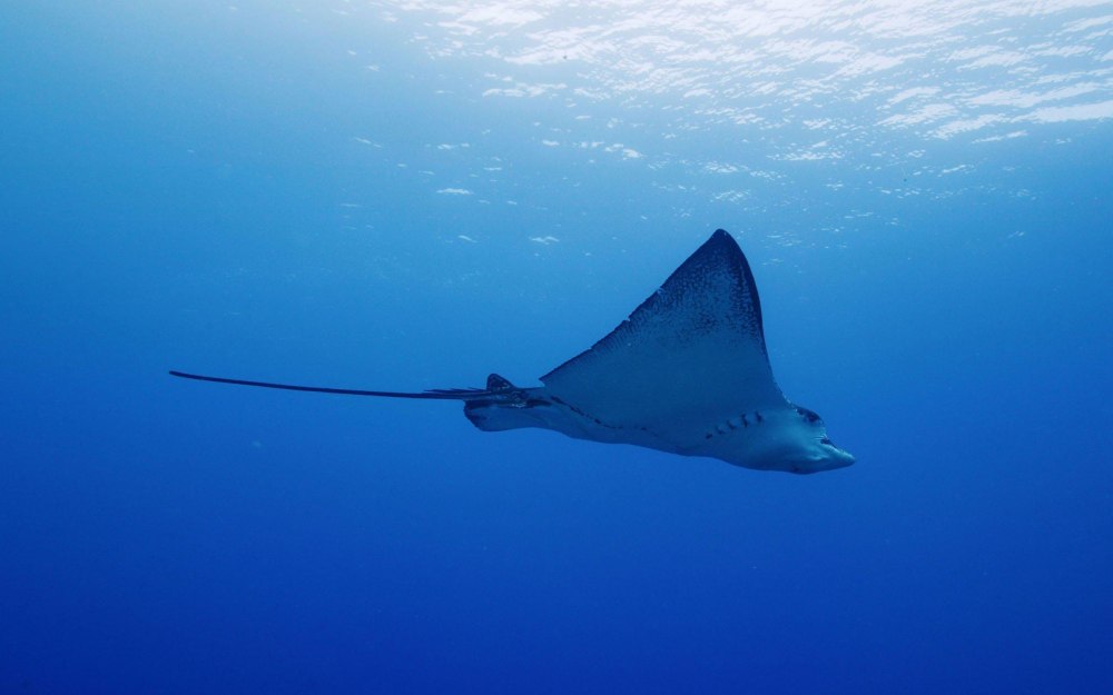 Скат Stingray