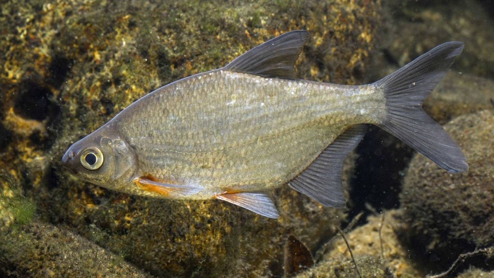 Blicca bjoerkna