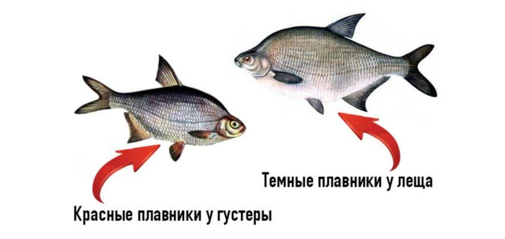 Лещ подлещик густера отличия