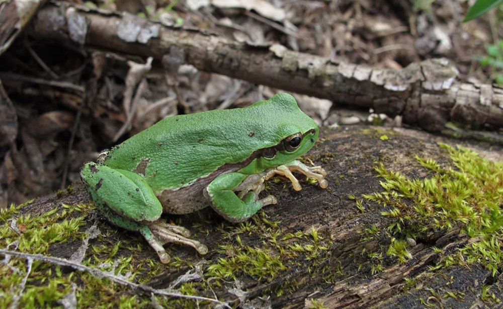 Квакша обыкновенная (Hyla Arborea)