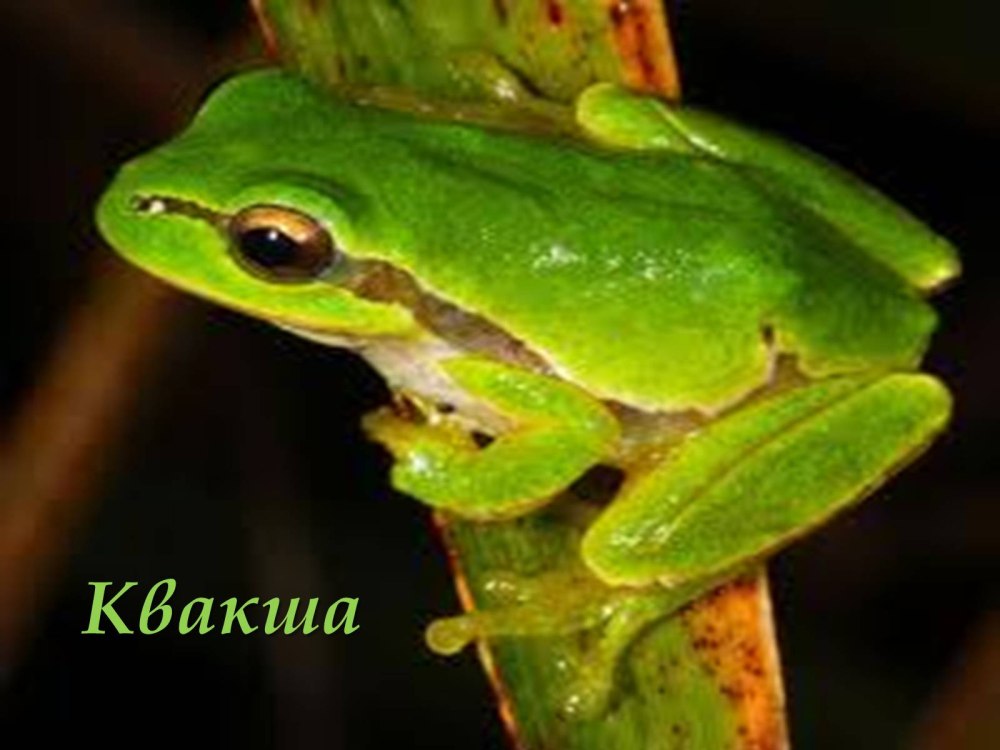 Квакша обыкновенная (Hyla Arborea)