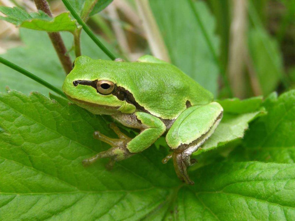 Квакша обыкновенная (Hyla Arborea)