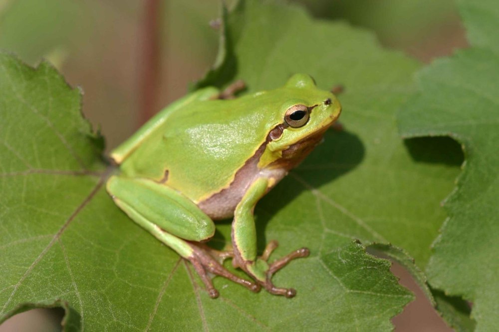 Квакша обыкновенная (Hyla Arborea)