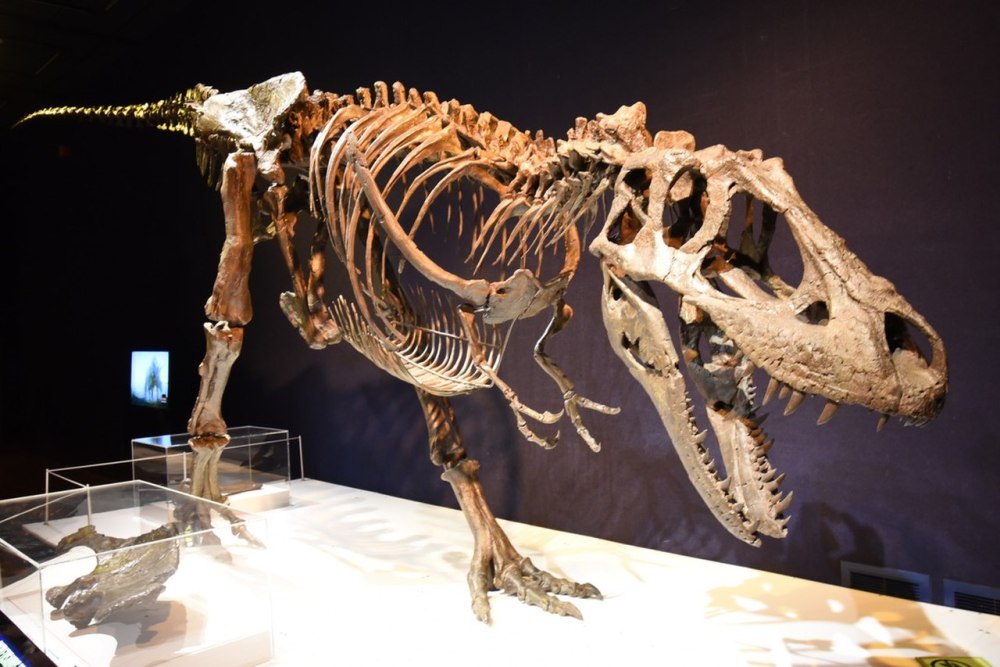 Daspletosaurus torosus