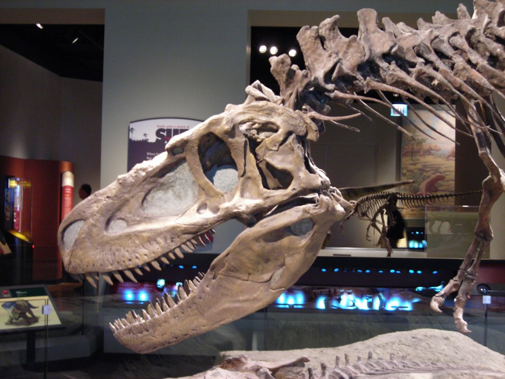 Daspletosaurus torosus