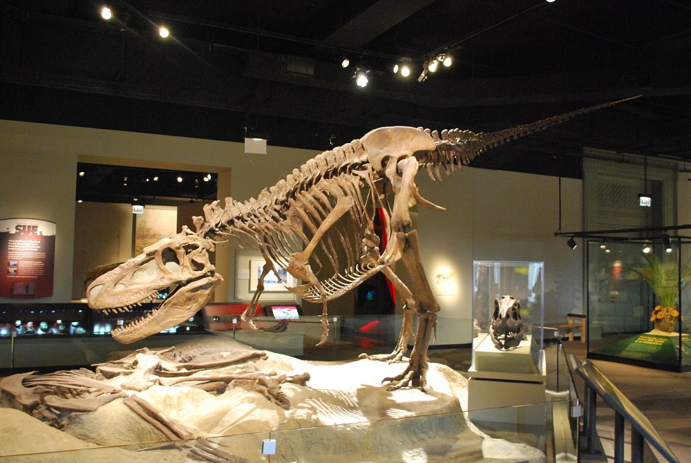 Daspletosaurus horneri