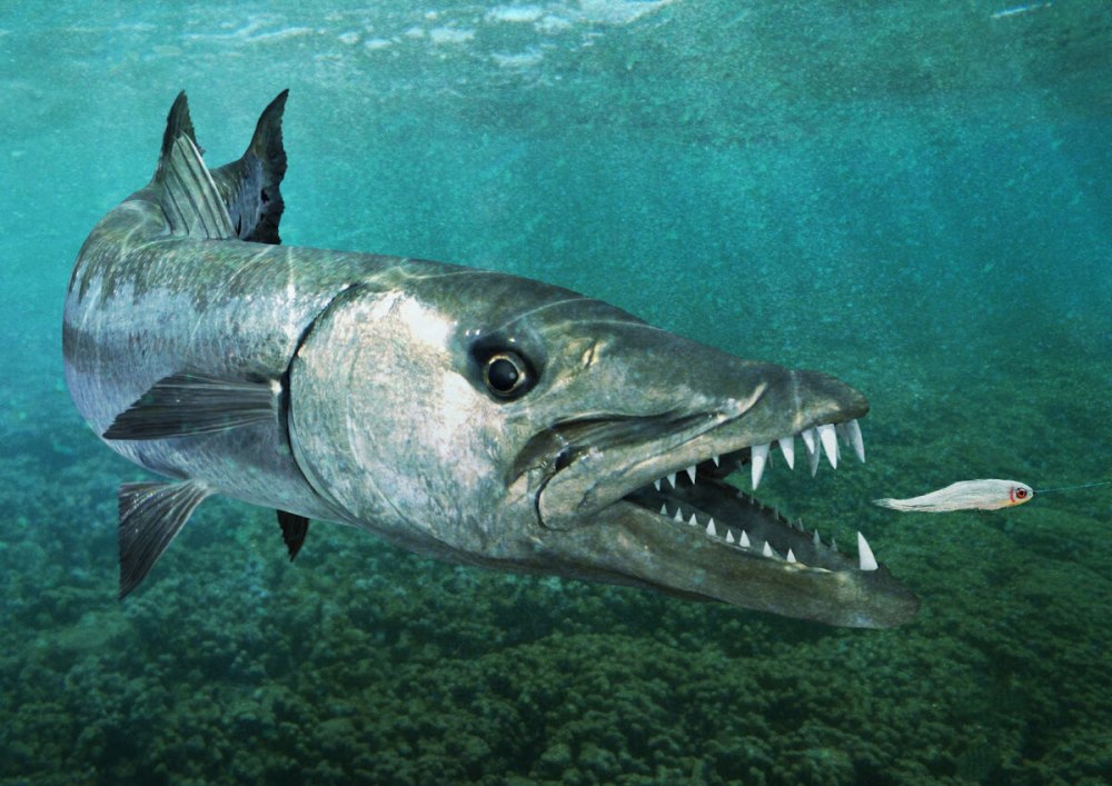 Морская щука Барракуда