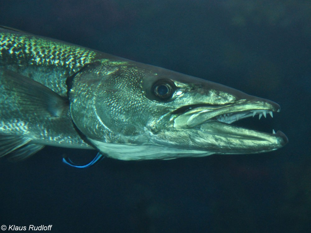 Sphyraena Sphyraena барракуду
