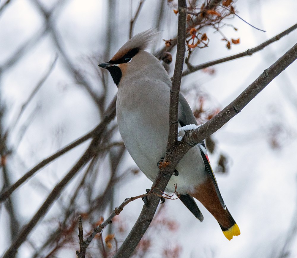 Свиристель (Bombycilla garrulus)