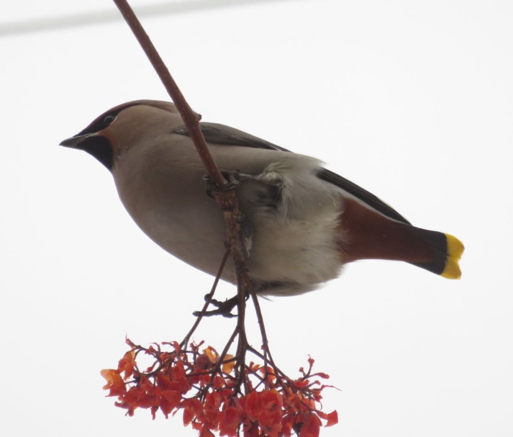 Bohemian Waxwing птица