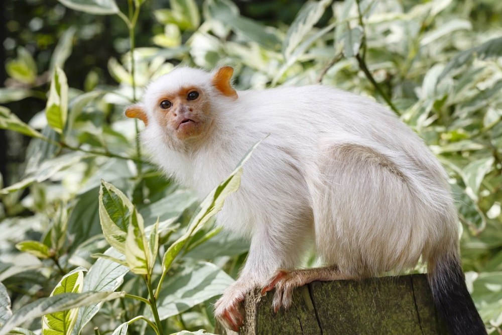 Mico argentatus