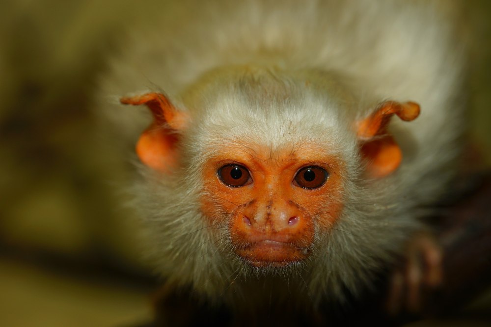 Silvery Marmoset животное