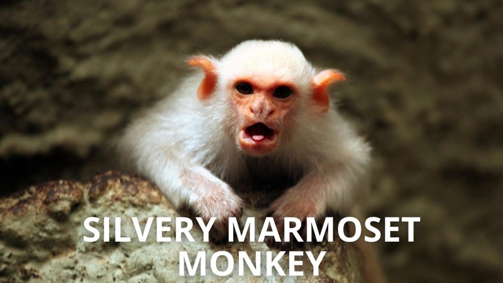 Silvery Marmoset животное