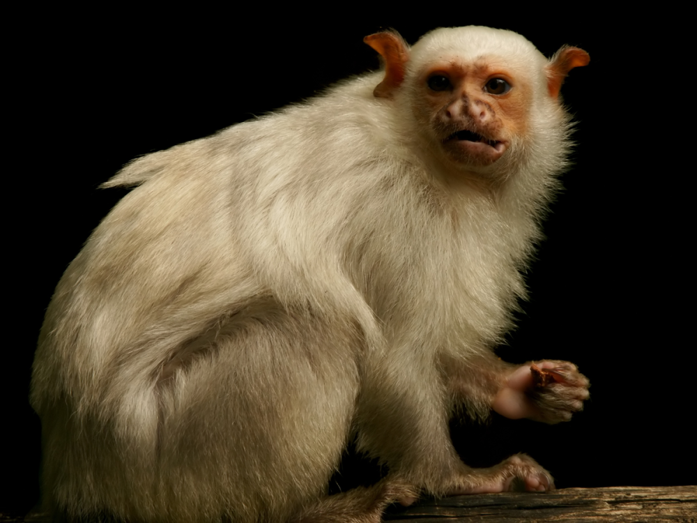 Marmoset альбинос
