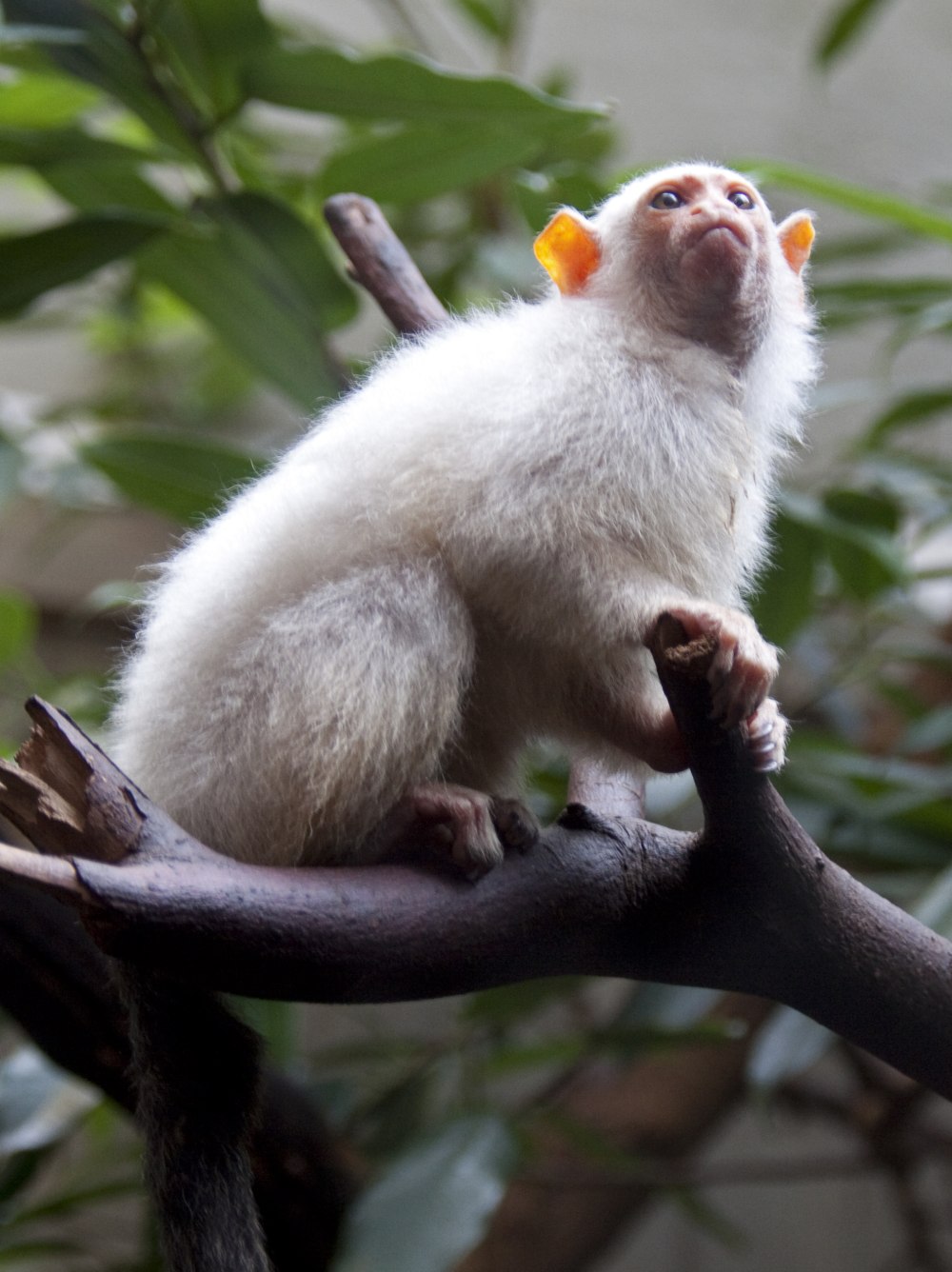 Серебристая игрунка (Mico argentatus)