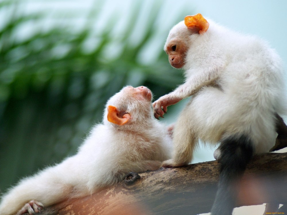 Белый Monkey