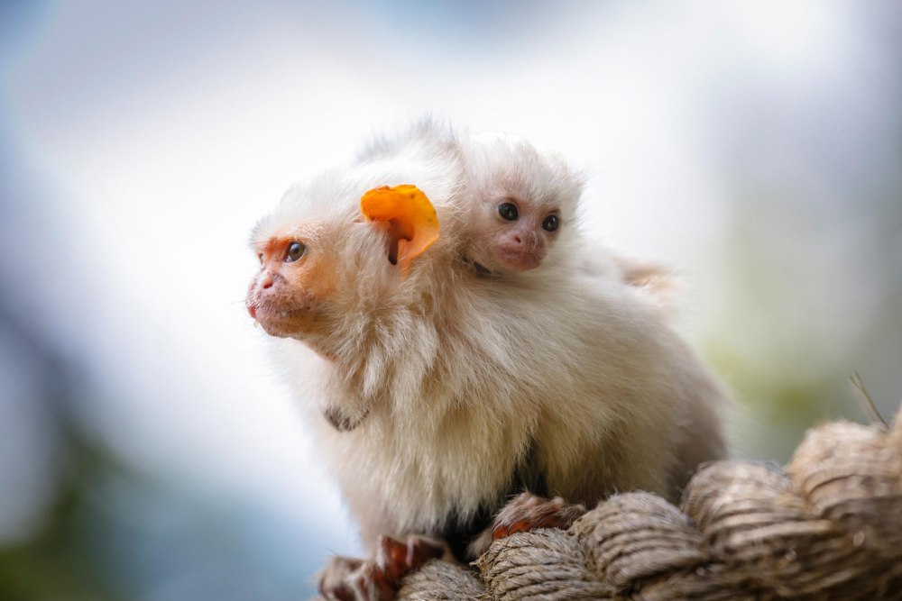 Silvery Marmoset животное