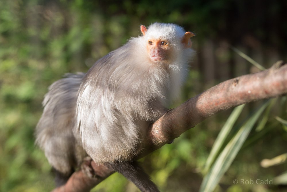 Серебристая игрунка (Mico argentatus)
