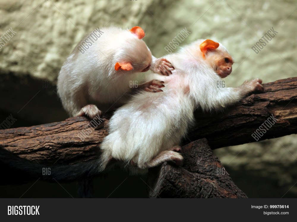 Серебристая игрунка (Mico argentatus)