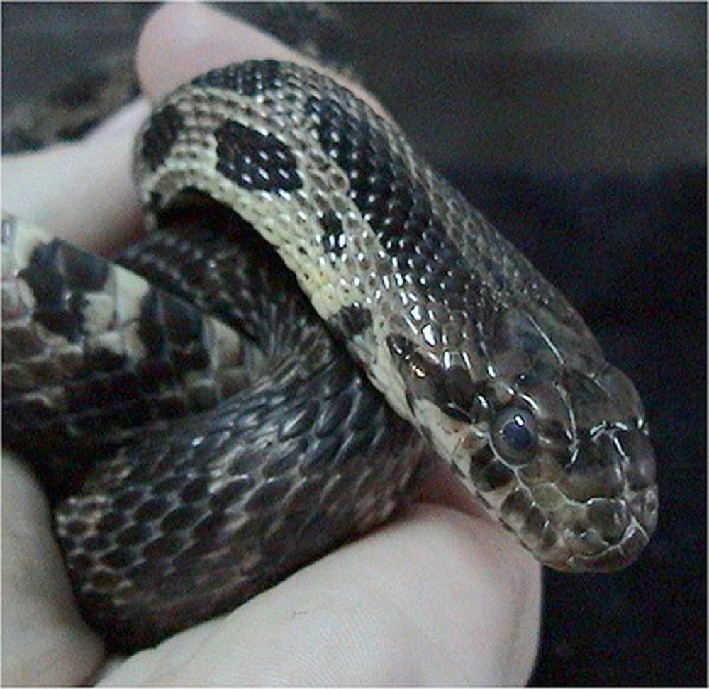 Ilonlar Jangi