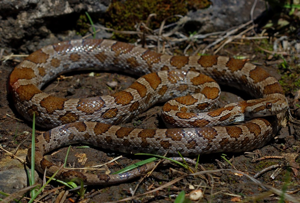 Elaphe guttata emoryi