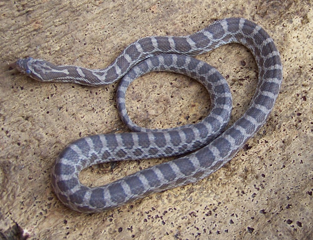 Pantherophis emoryi