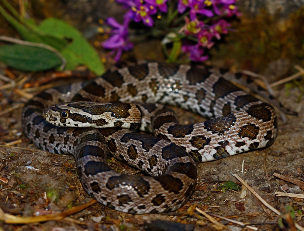 Elaphe guttata emoryi