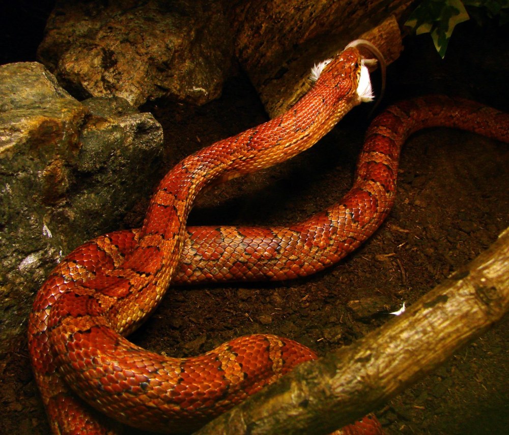 Полозом Pantherophis guttatus