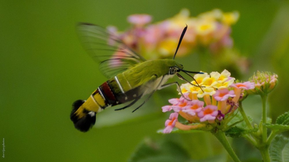 Cephonodes Hylas Moth