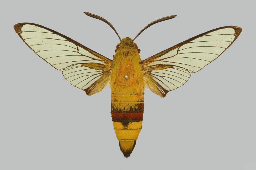 Бражник Cephonodes Hylas адопты