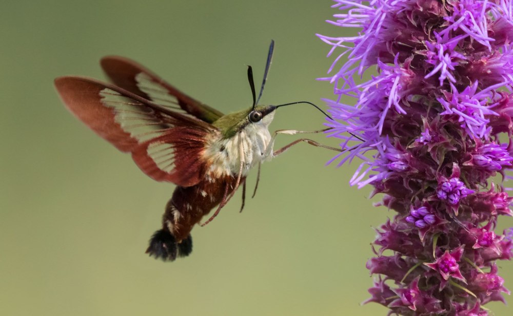 Hummingbird Clearwing