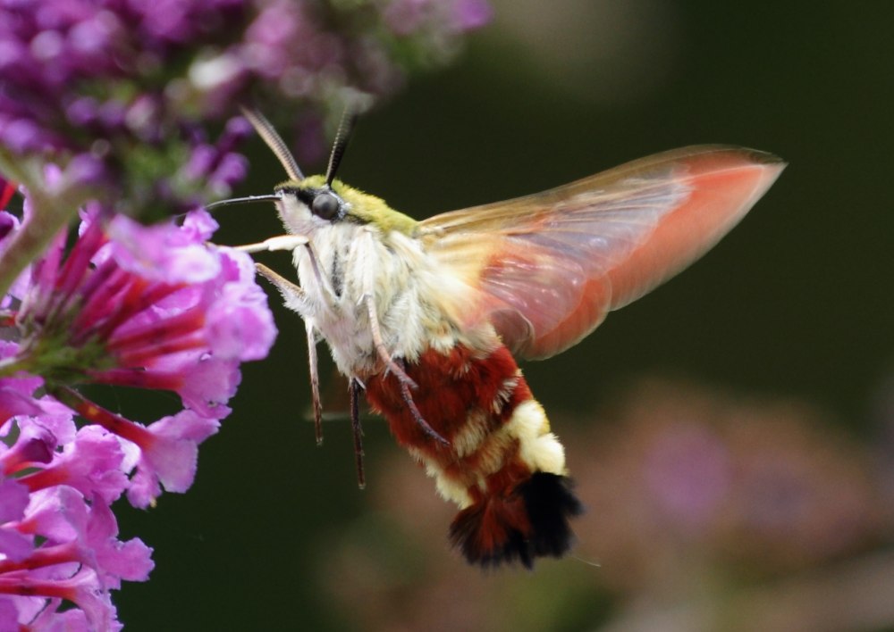 Hemaris fuciformis
