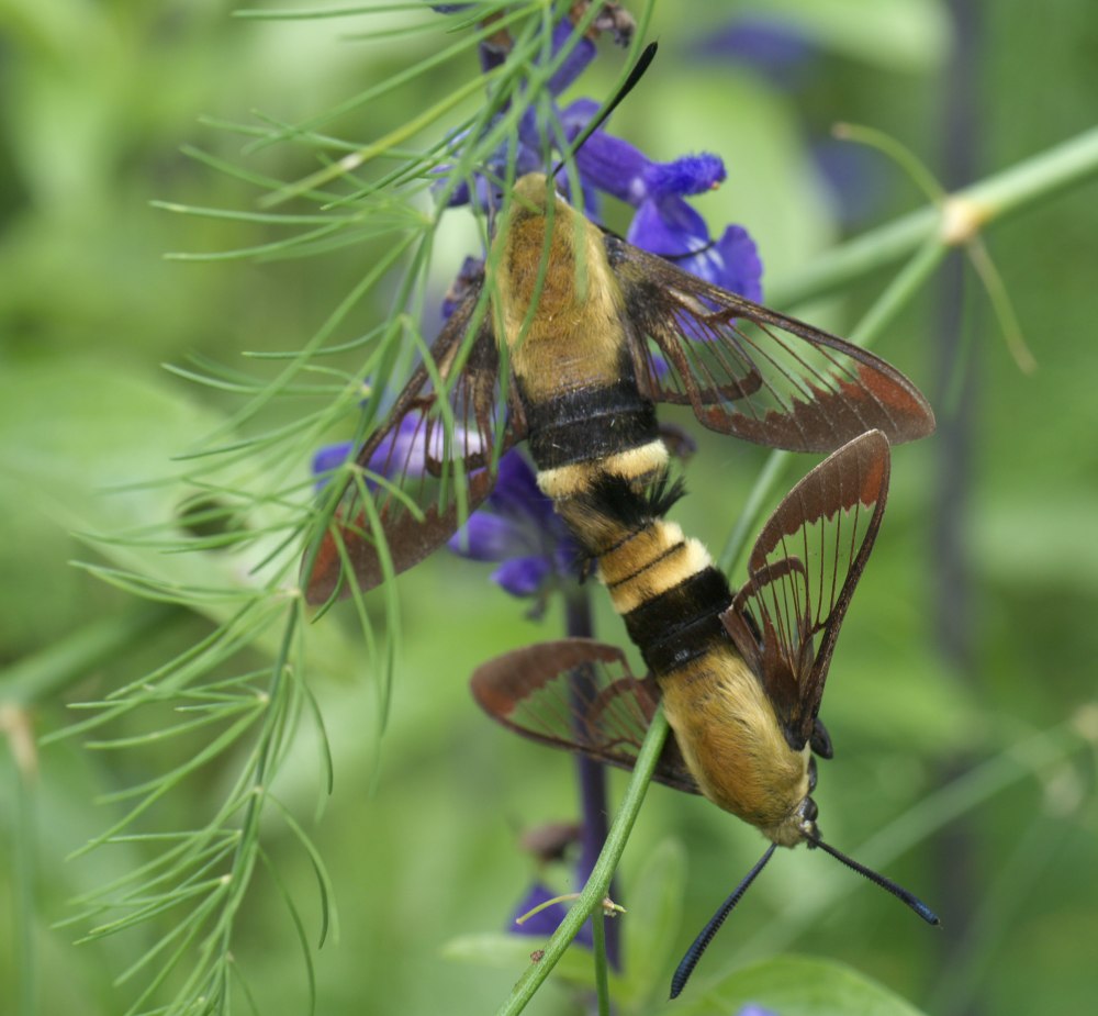 Hemaris definis
