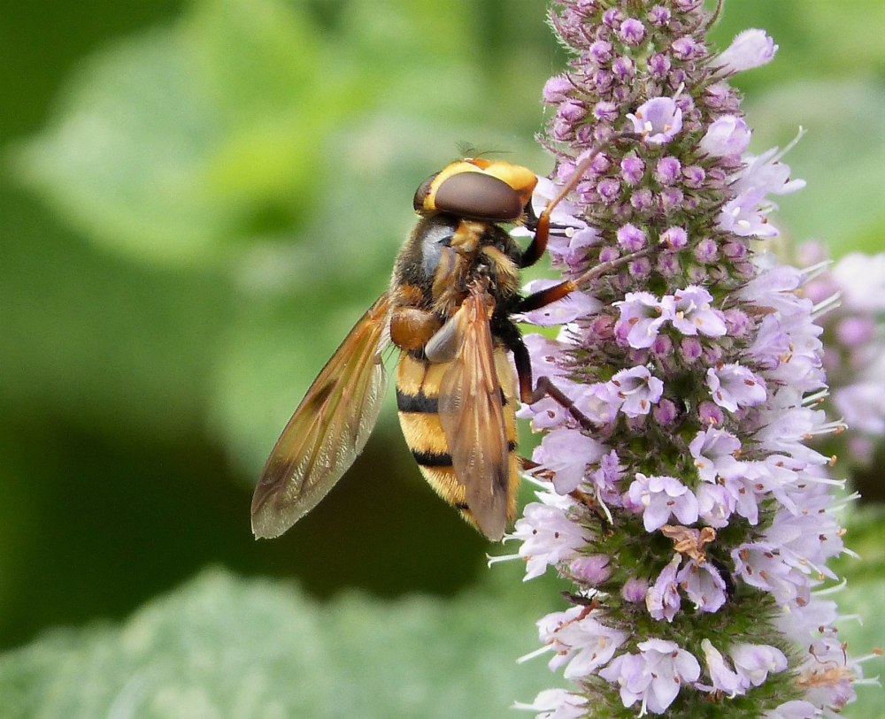 Личинка шмелевидки Volucella Inanis