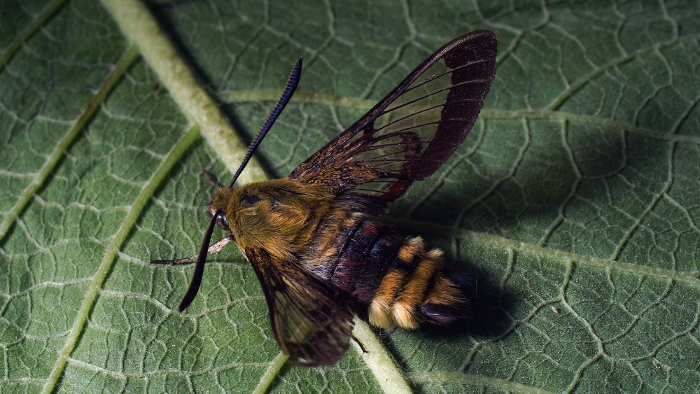 Hemaris staudingeri