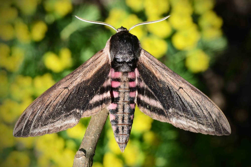 Sphinx ligustri Бражник бирючинный