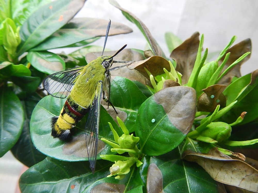 Бражник Cephonodes Hylas