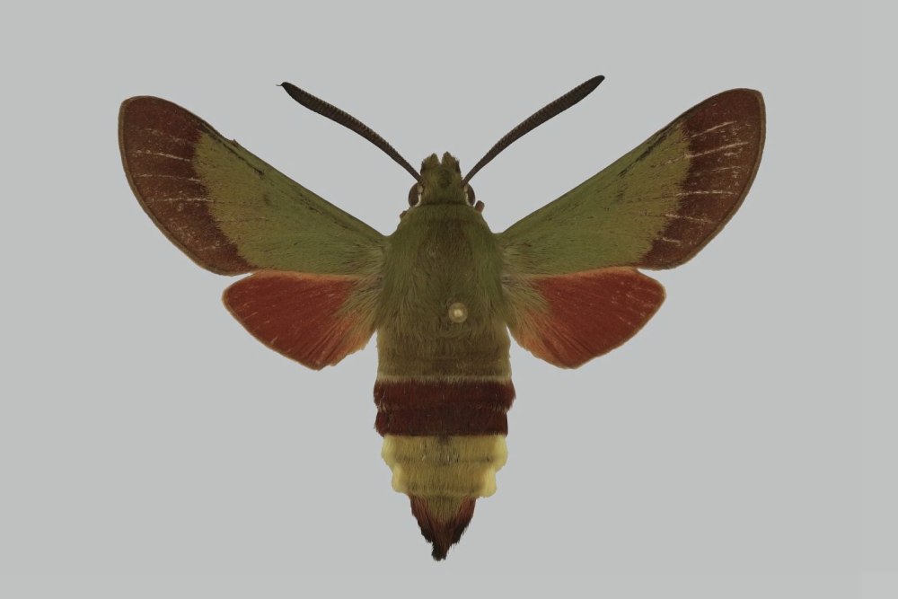 Hemaris ottonis