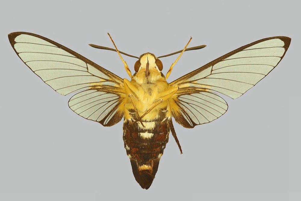 Pellucid Hawk Mouse