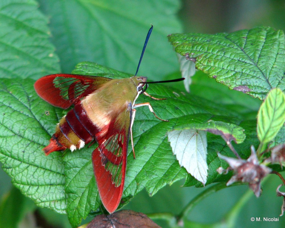 Hummingbird Clearwing Moth куколка